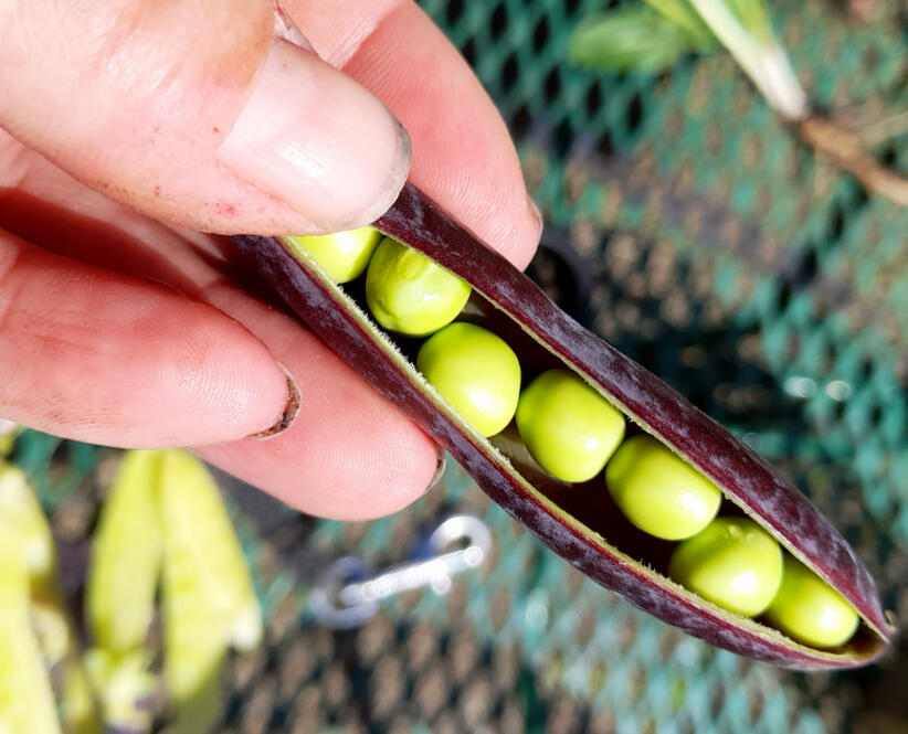 Growing Food, Off Grid Living & Productive Lifestyle